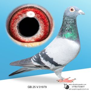 GB25D73318 ♀ Granddaughter of Snow Prince, Dark Katie, New Young Kittle & Chixi!