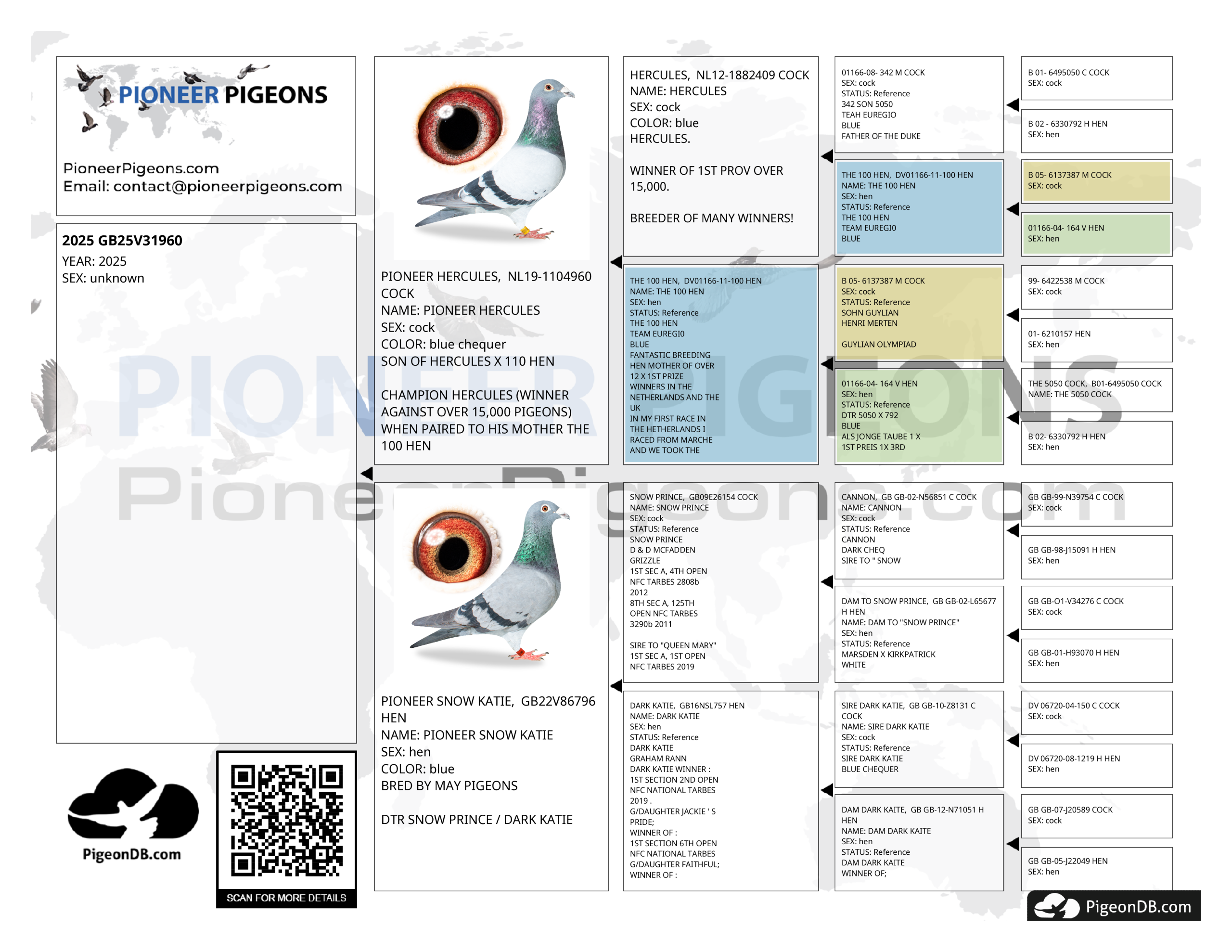 GB25V31960. Granddaughter of Snow Prince, Dark Katie X Best Sprint Cross Bloodlines - Image 2