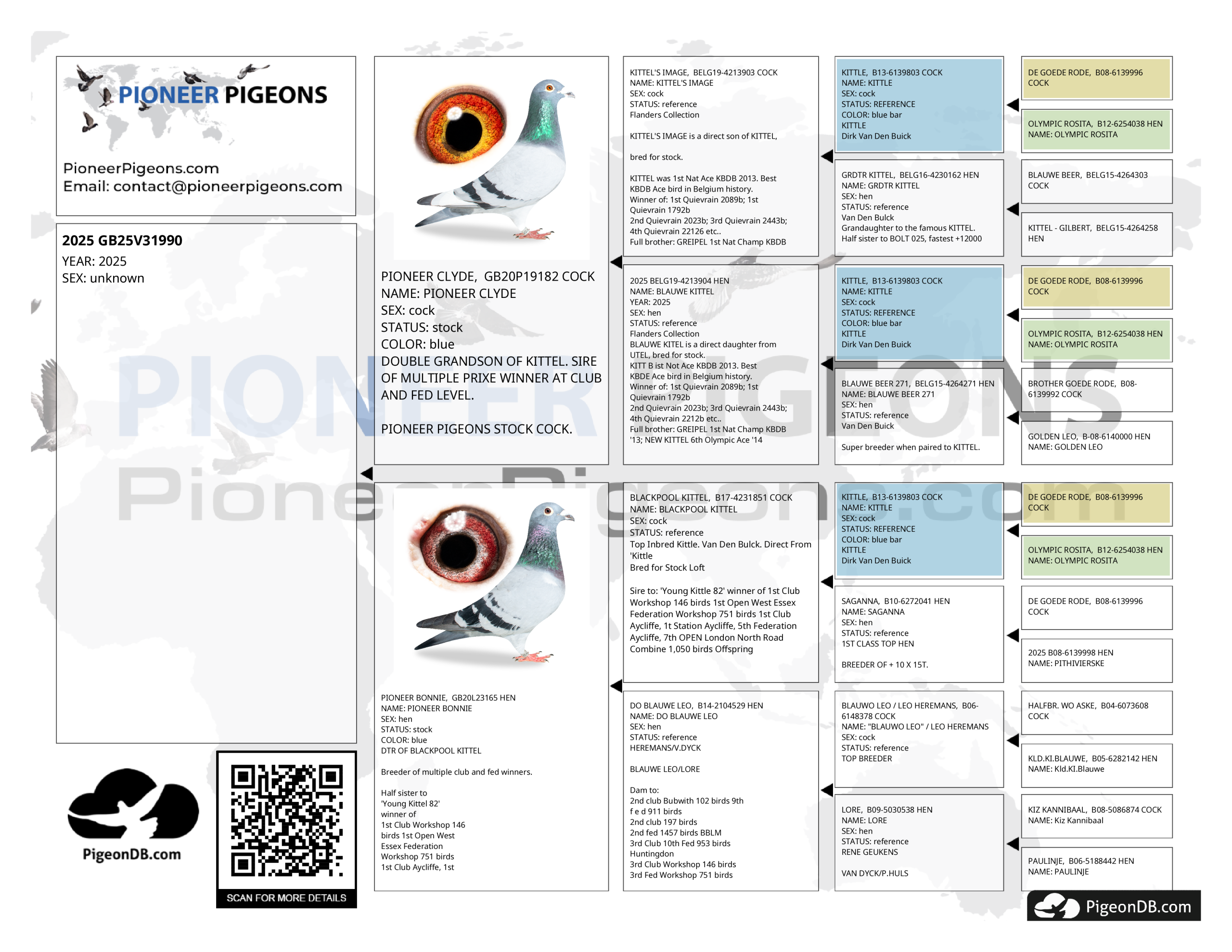 GB25V31990. ♂ Grandson of Blackpool Kittel. The best of Van Den Bulck. Sibling of multiple prize winners. - Image 2