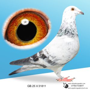 GB25V31811. ♀ P02 - The Best OLR Bloodlines. Grand Dtr of Starboy & New Young Blizzard.