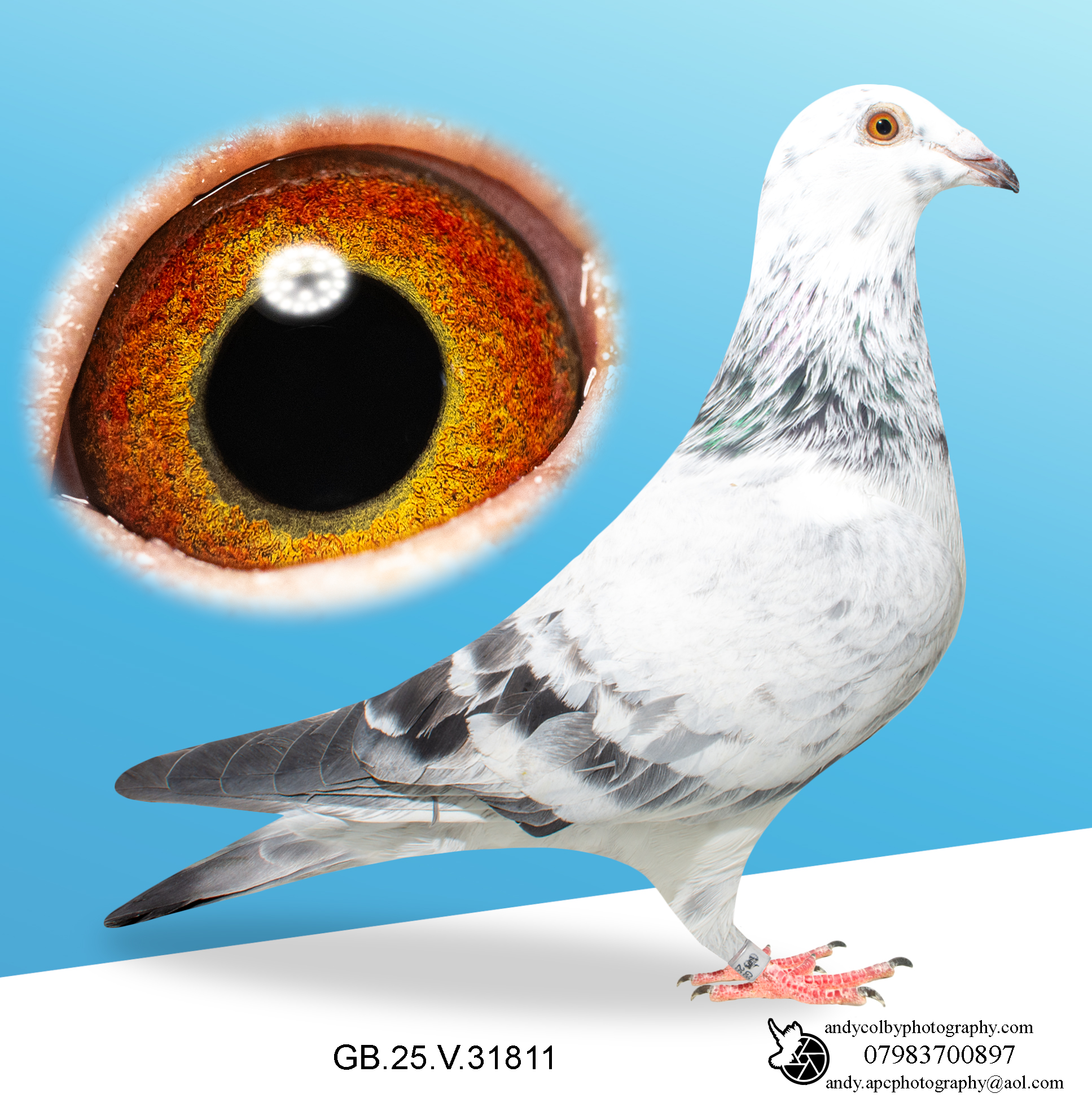 GB25V31811. ♀ P02 - The Best OLR Bloodlines. Grand Dtr of Starboy & New Young Blizzard.