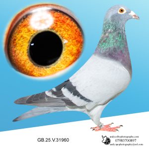 GB25V31960. Granddaughter of Snow Prince, Dark Katie X Best Sprint Cross Bloodlines