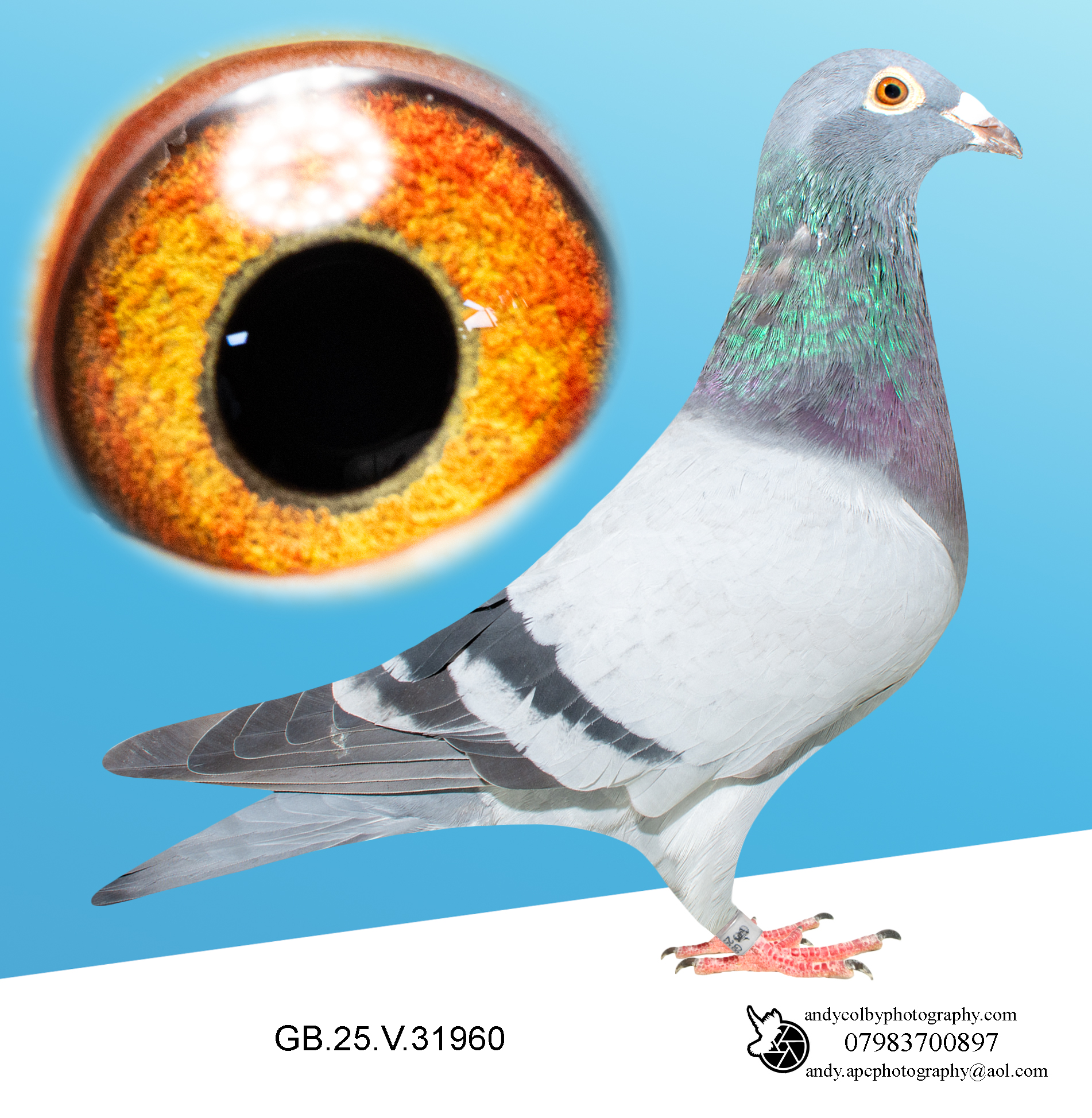 GB25V31960. Granddaughter of Snow Prince, Dark Katie X Best Sprint Cross Bloodlines