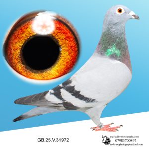 GB25V31972. ♀ Granddaughter of Snow Prince, Dark Katie, New Young Kittle & Chixi!