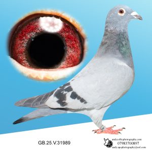 GB25V31989. ♀ Grandchild of Blackpool Kittel. The best of Van Den Bulck. Sibling of multiple prize winners.