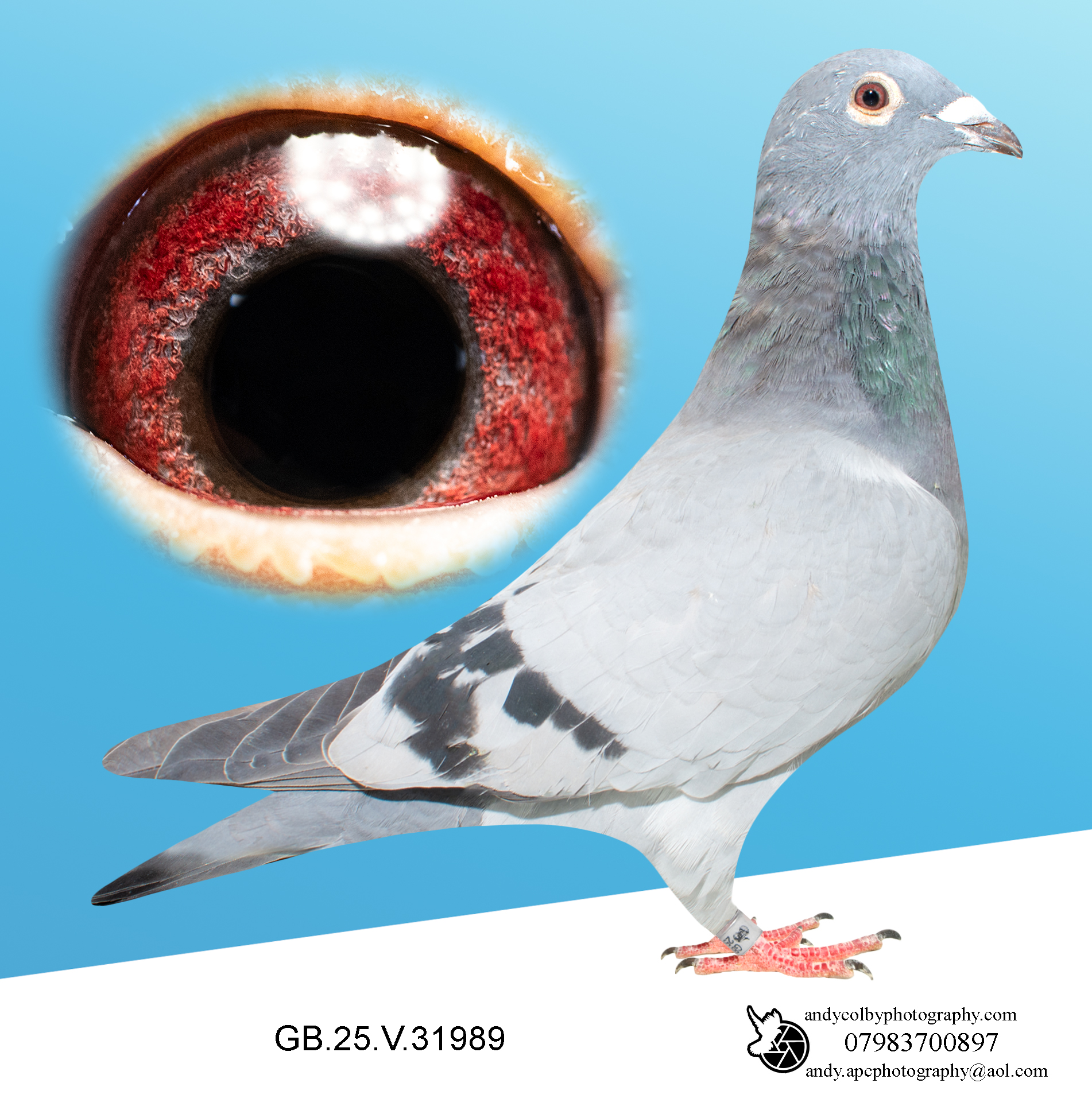 GB25V31989. ♀ Grandchild of Blackpool Kittel. The best of Van Den Bulck. Sibling of multiple prize winners.
