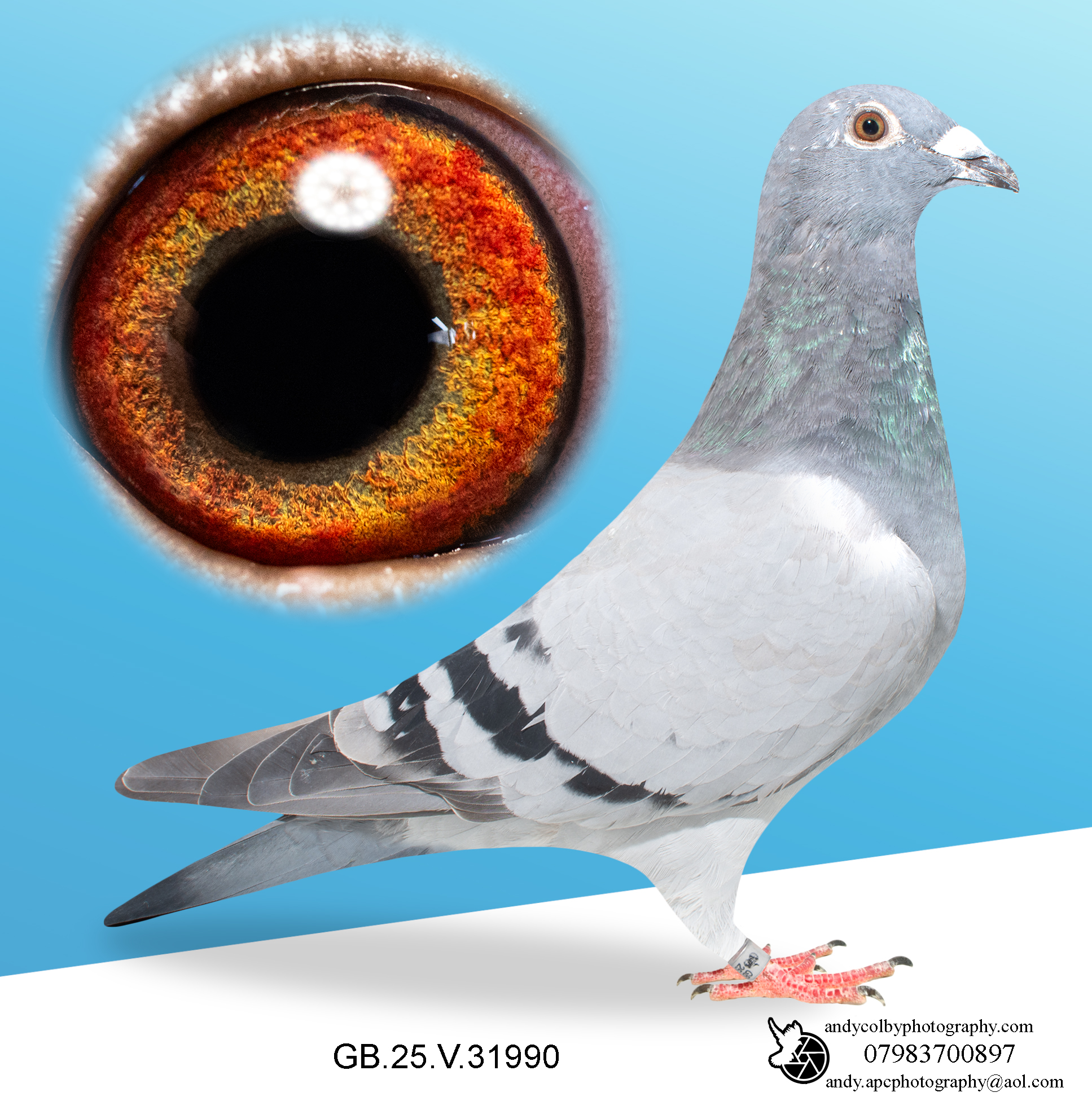 GB25V31990. ♂ Grandson of Blackpool Kittel. The best of Van Den Bulck. Sibling of multiple prize winners.