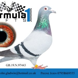 GB19N97443 ♀ Inbred to Argon. Dam and Adam of at least 8 X1st. Also top national pigeons.