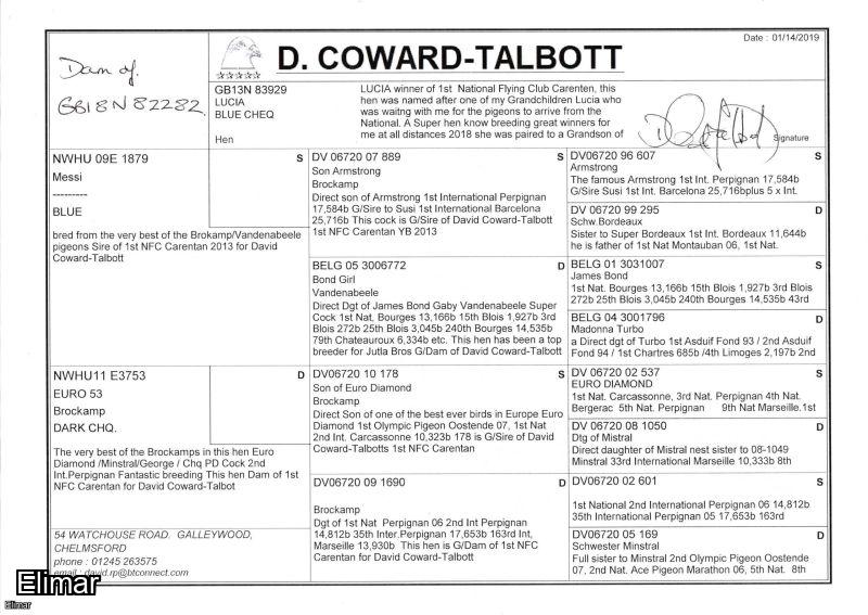 GB18N82282. ♂ Lucia Boy. Son of 1st NFC Carentan bred by D Coward-Talbot - Image 3