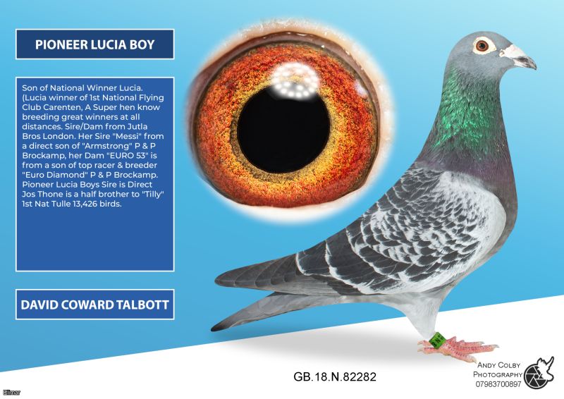 GB18N82282. ♂ Lucia Boy. Son of 1st NFC Carentan bred by D Coward-Talbot