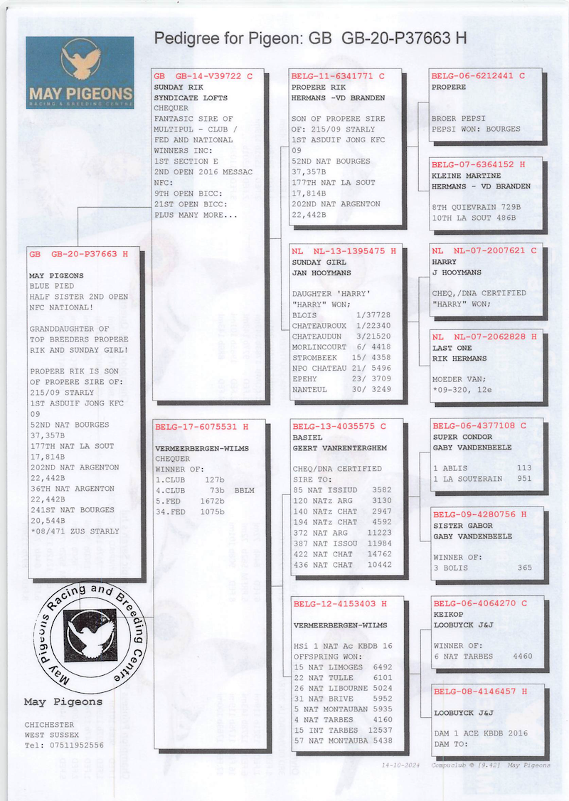 GB20P37663 ♀ Half-Sister to 2nd Open NFC National · Grandson of Propre Rik & Sunday Girl · Hooymans × Van den Brande × Vandenabeele - Image 2