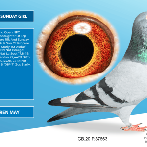 GB20P37663 ♀ Half-Sister to 2nd Open NFC National · Grandson of Propre Rik & Sunday Girl · Hooymans × Van den Brande × Vandenabeele