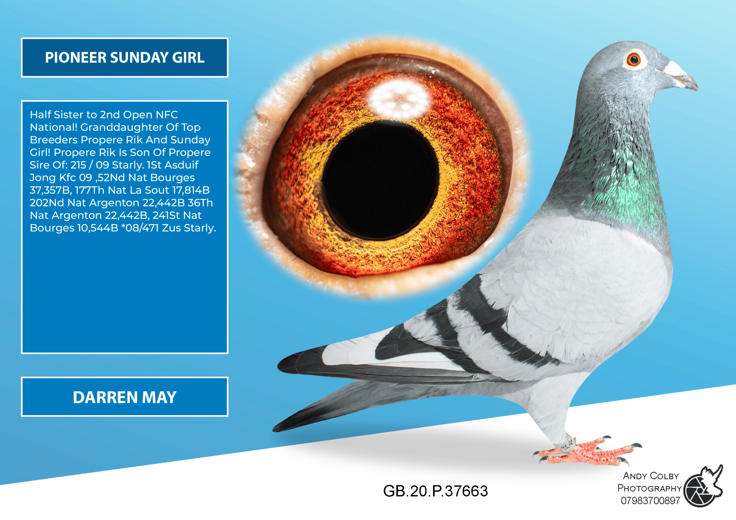 GB20P37663 ♀ Half-Sister to 2nd Open NFC National · Grandson of Propre Rik & Sunday Girl · Hooymans × Van den Brande × Vandenabeele