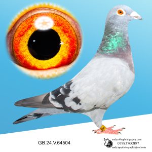 GB24V64504 ♀ FRANS ZWOLS. Grandchild of the Duffel Cock when paired to a dtr of Lazy Bones and Tip Top Tora.