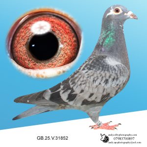 GB25V31852  Frans Zwols Cock. Grandson of D’Artagian X Goemaere Barcelona Lines