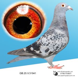 GB25V31941 ♀  Frans Zwols X Jelle Jellema. Grandchild of D32 & Blackpool Romee