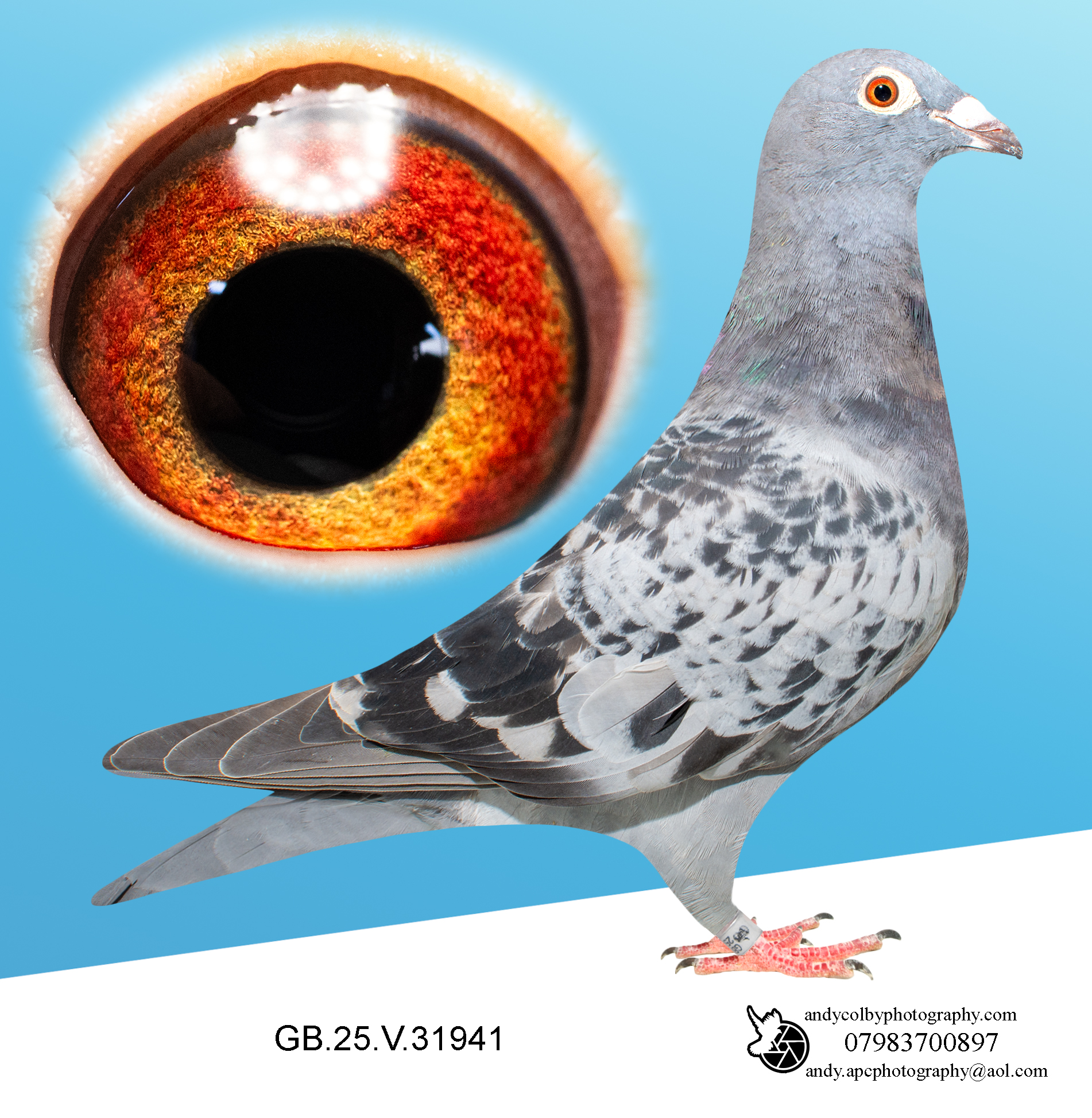 GB25V31941 ♀ Frans Zwols X Jelle Jellema. Grandchild of D32 & Blackpool Romee