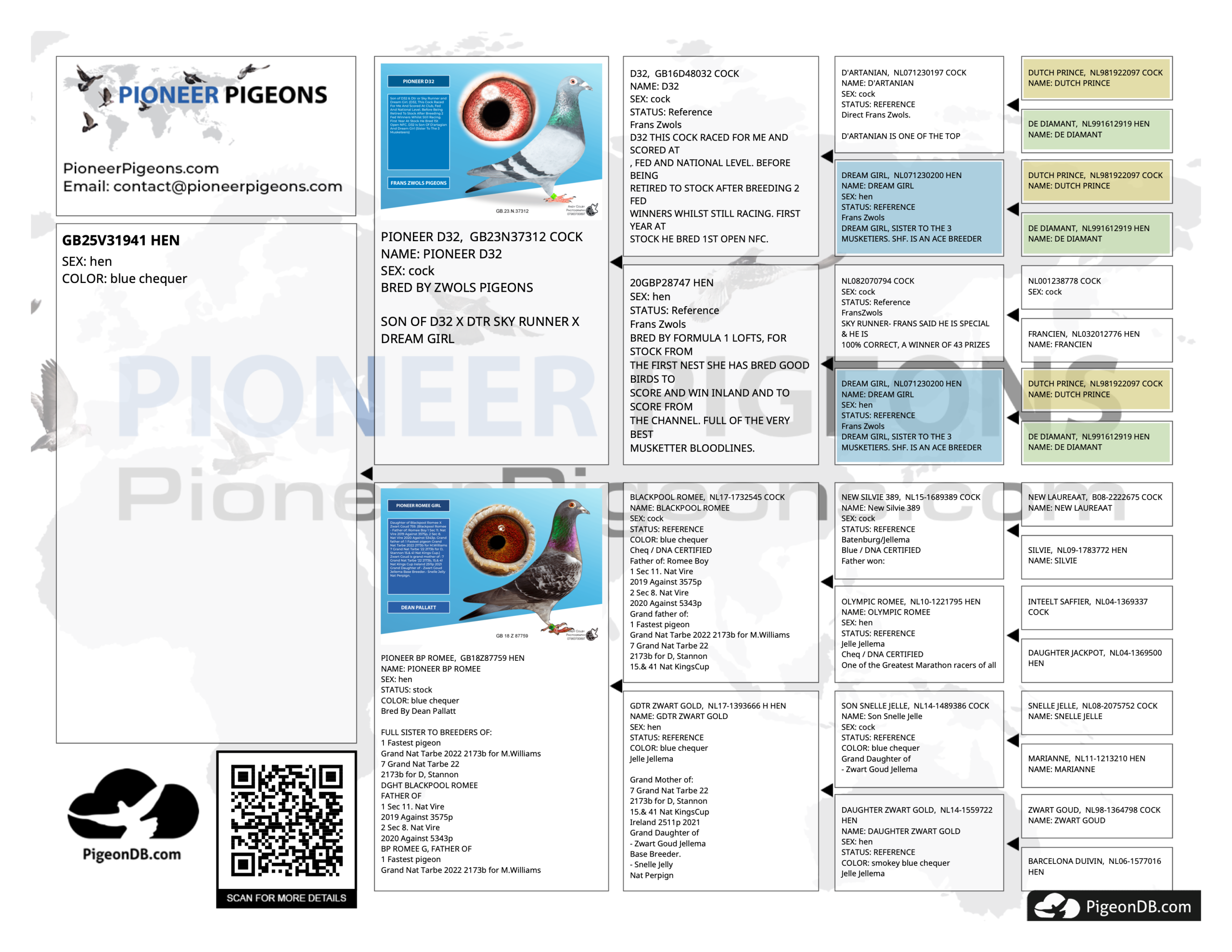 GB25V31941 ♀ Frans Zwols X Jelle Jellema. Grandchild of D32 & Blackpool Romee - Image 2